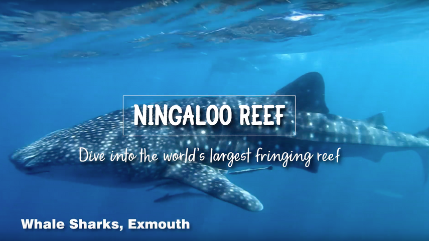 Ningaloo Reef Tourism WA
